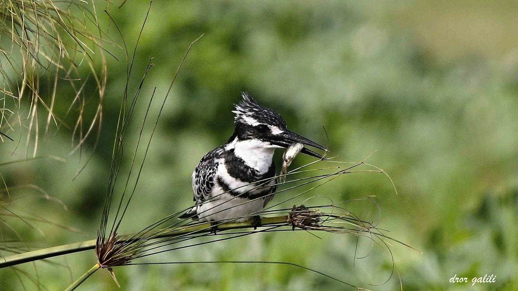 עגלות המסתור בסתיו