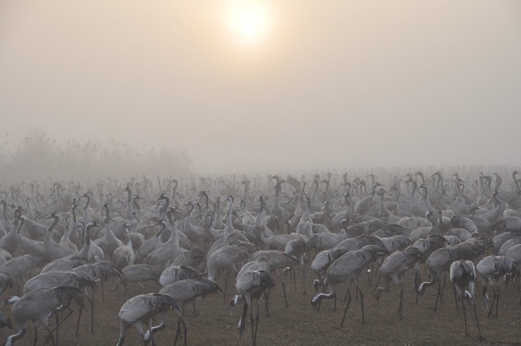 Safari Wagons during Winter Season
