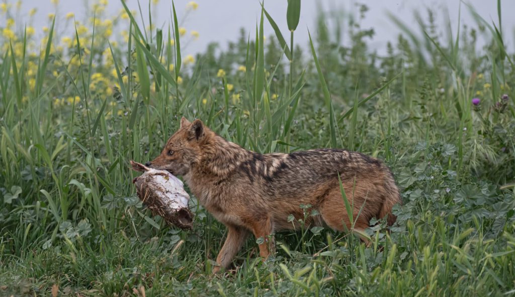 WhatsApp Image 2025-06-10 at 12.23.42 (4)